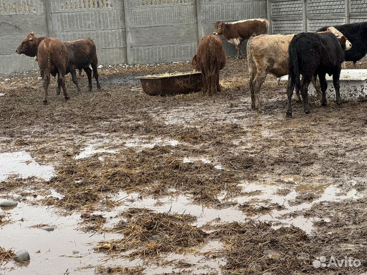 Бычки телки