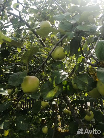 Яблоки домашние