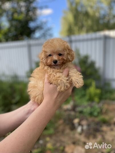 Той Пудель миниатюрный