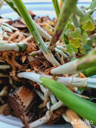 Орхидея брассавола нодоса