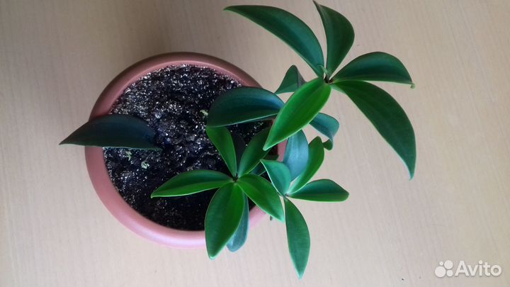 Пеперомия перескиелистная