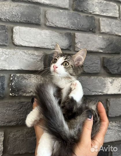 Чудо,как хороша девочка котенок Ладушка