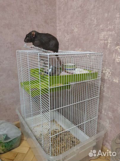 Крысок дамбо отдам