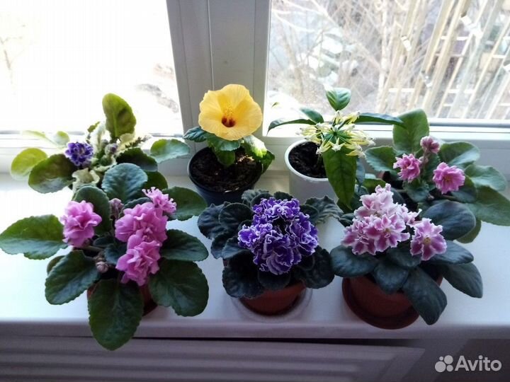 Фиалка узамбарская