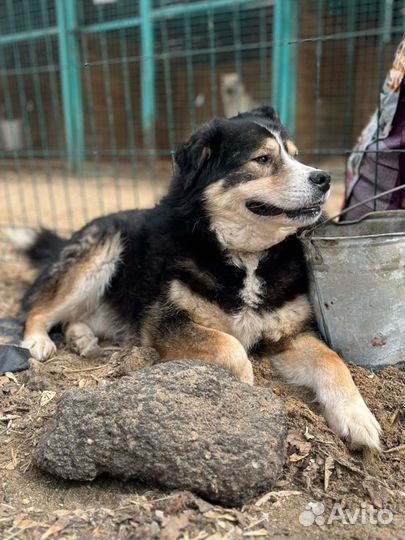 Классный пес Флинт ищет дом