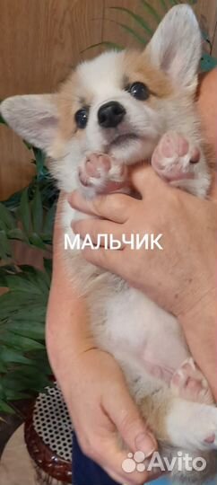 Вельш-корги пемброк