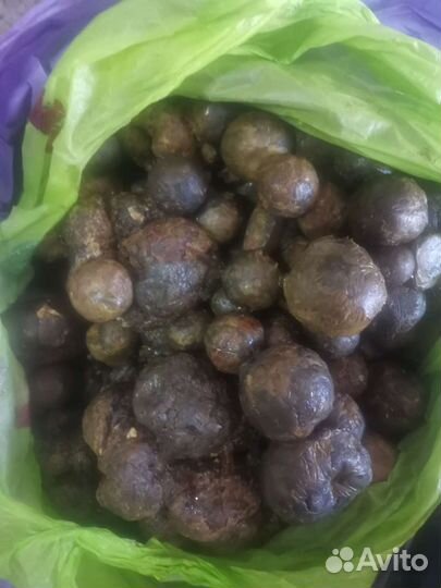 Продам прополис