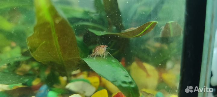 Аквариум с рыбками и растениями