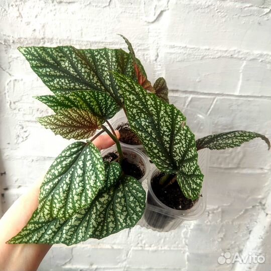 Бегония кейн