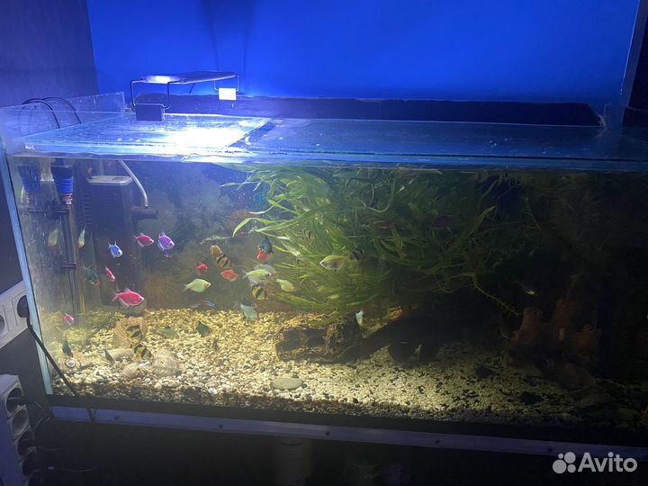 Обслуживание аквариумов