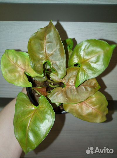 Сингониум брокант