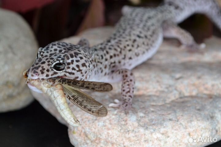 Эублефар Black night