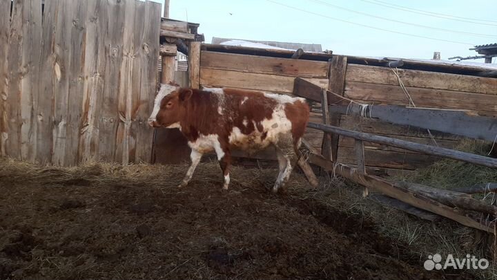 Говядина.Натуральное мясо из деревни