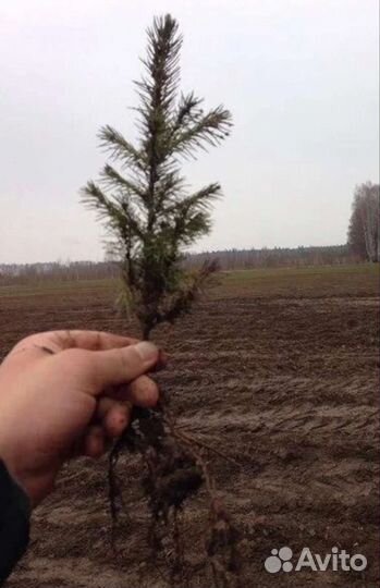 Сеянцы ели окс