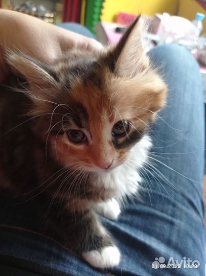 Котёнок трёхцветный девочка