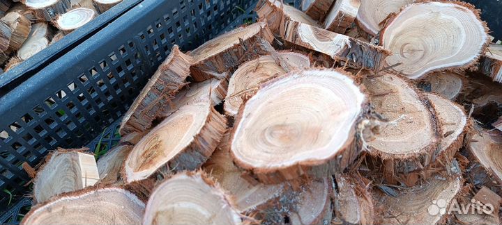 Спилы можжевельника