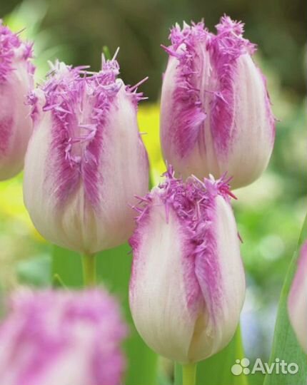 Тюльпан Ариа Кард 1 уп. (3шт.) фракция 11/12