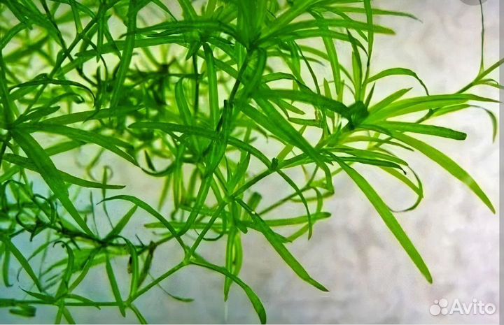 Лимнобиум, наяс, пистия. Коряга, грот-трубка