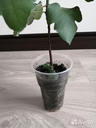 Комнатные цветы