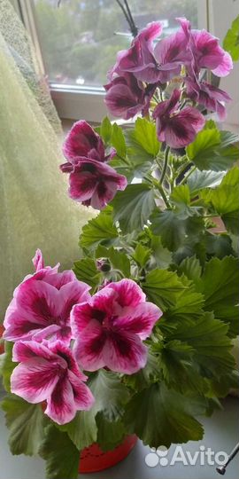 Пеларгония герань сортовая королевская