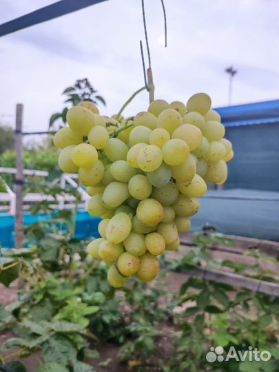 Саженцы винограда