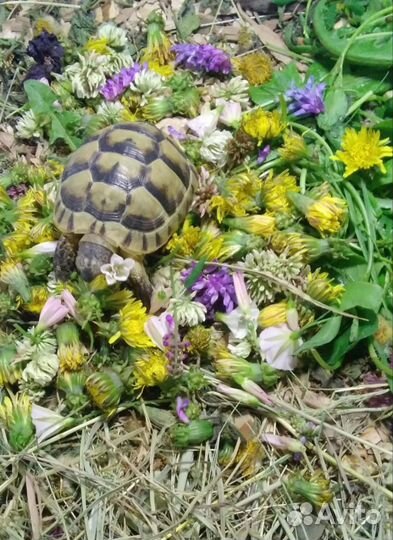 Черепаха сухопутная