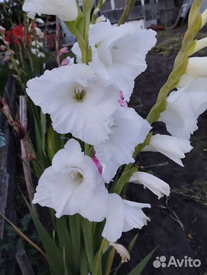 Гладиолусы луковицы