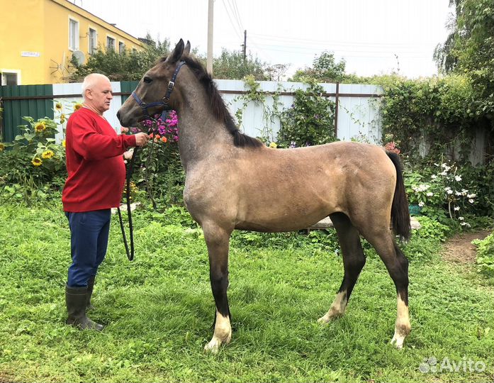 Жеребец орловский рысак