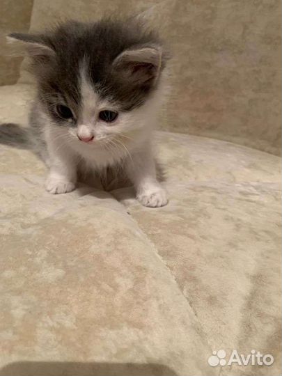 Малышка Соня ищет семью