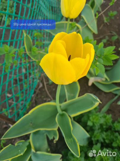 Луковицы нарциссов,Гортензия белая