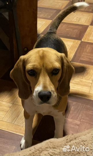 Щенки бигль