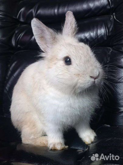 Карликовый кролик с большой клеткой