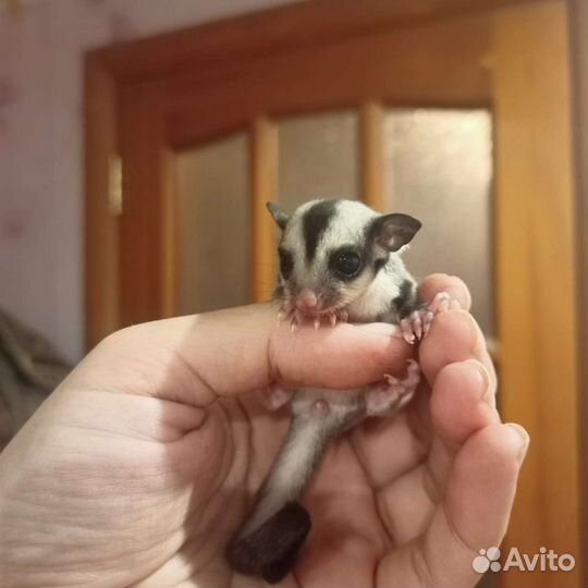 Белка
