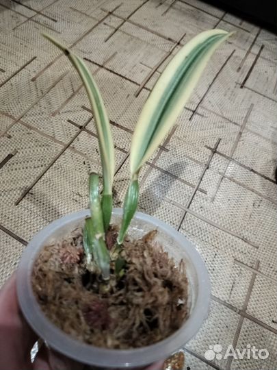 Орхидея каттлея