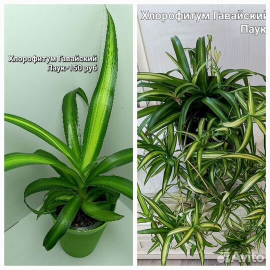 Комнатные растения