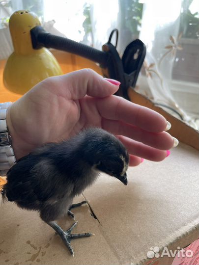 Инкубационное яйцо