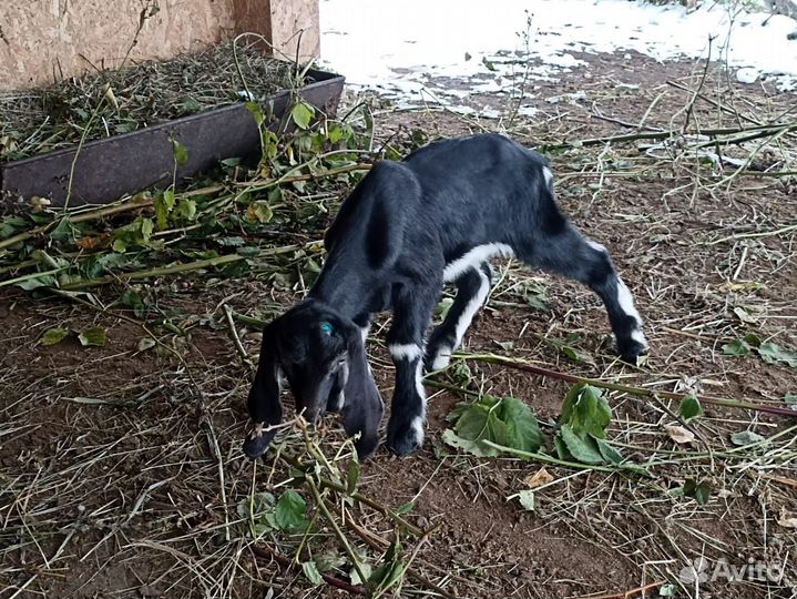 Коза камори - нубийская