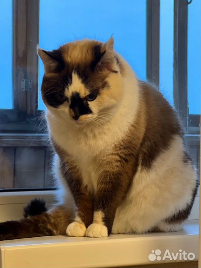 Кошка