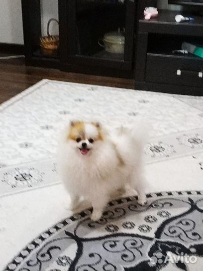 Шпиц щенки девочка