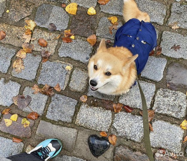 Комбинезон для корги