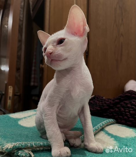 Котята корниш-рекс