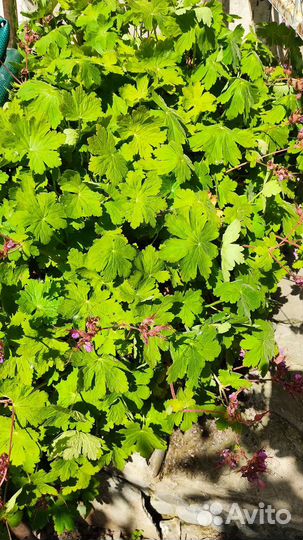 Многолетники для малоуходного сада