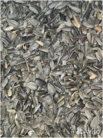 Семечка Калибровка подсолнух