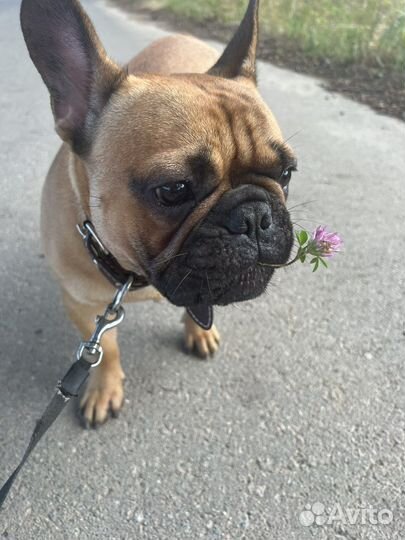 Французский бульдог кабель вязка
