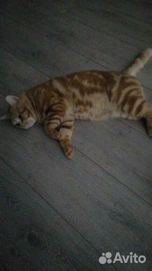 Шотландский кот вязка