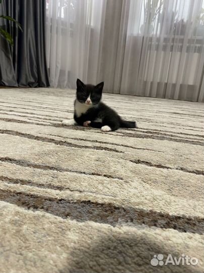 Котята
