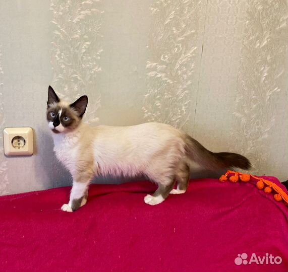 Очень красивый котенок, 4 мес