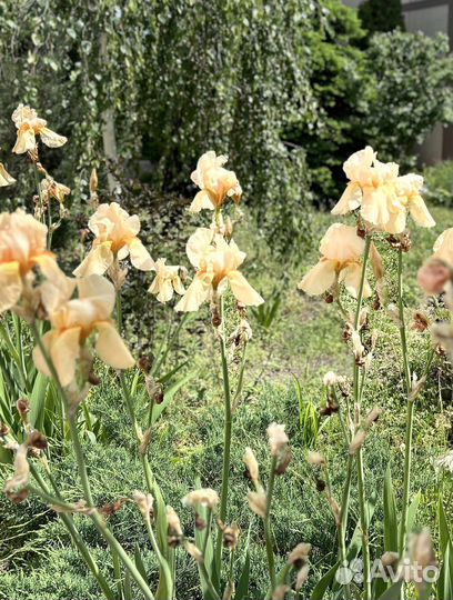 Ирис Германский