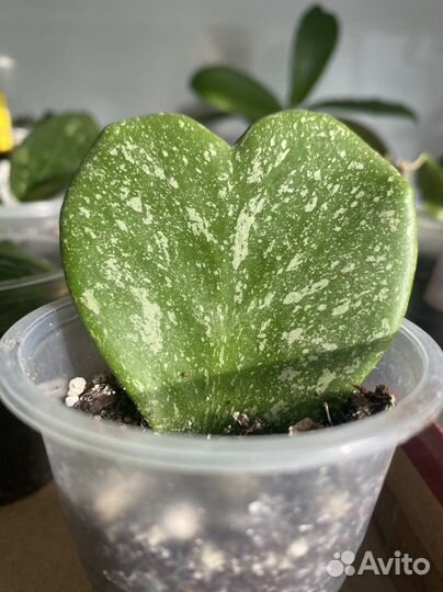 Хойи укорененные