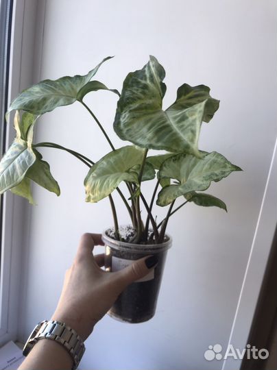 Комнатные растения цветы